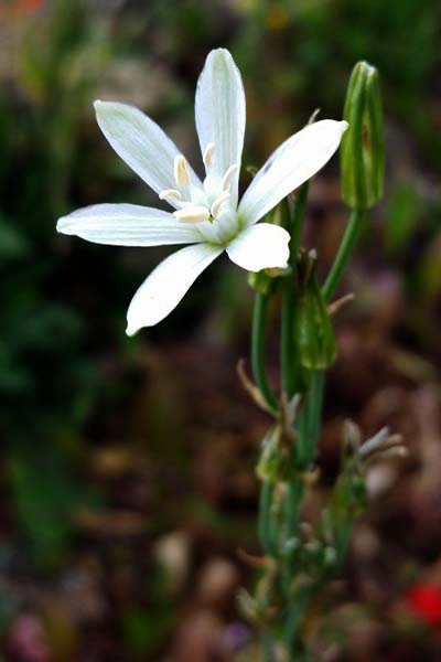Phalangère à fleurs de lis